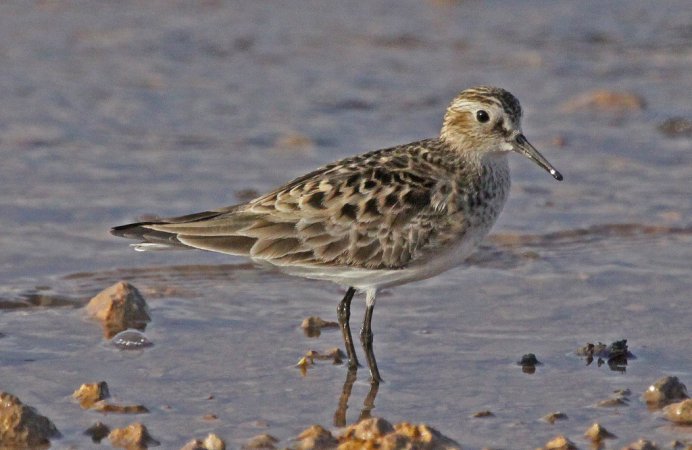 Photo (4): Baird's Sandpiper