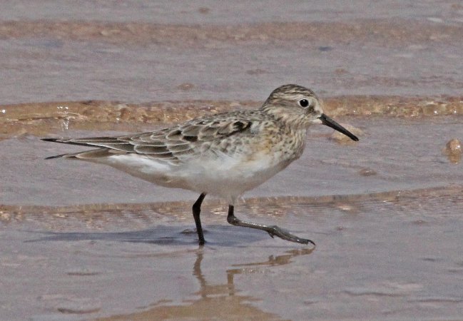 Photo (5): Baird's Sandpiper