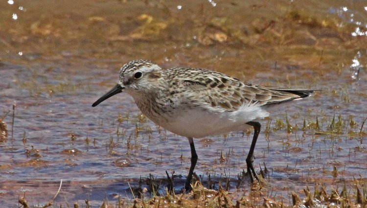 Photo (3): Baird's Sandpiper