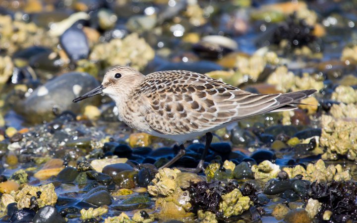 Photo (17): Baird's Sandpiper