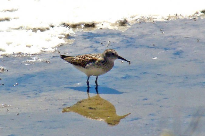 Photo (9): Baird's Sandpiper