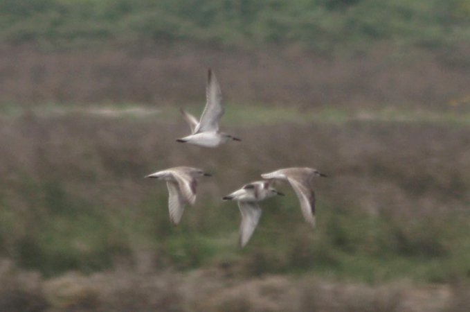 Photo (12): Red Knot