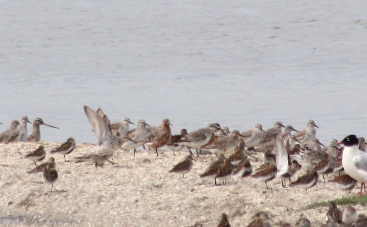 Photo (18): Red Knot