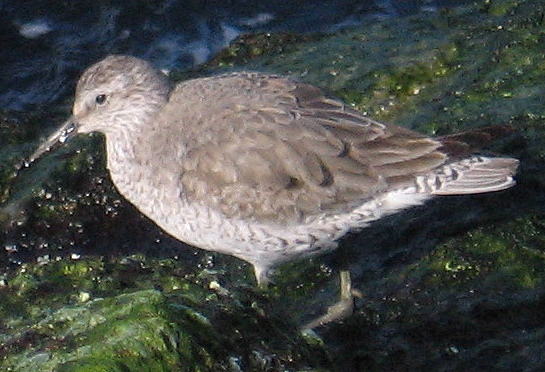 Photo (11): Red Knot