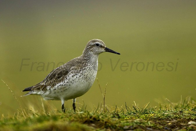 Photo (13): Red Knot