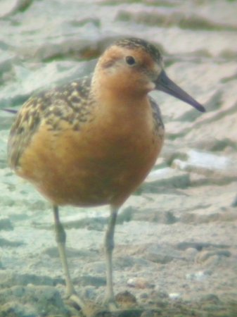 Photo (6): Red Knot