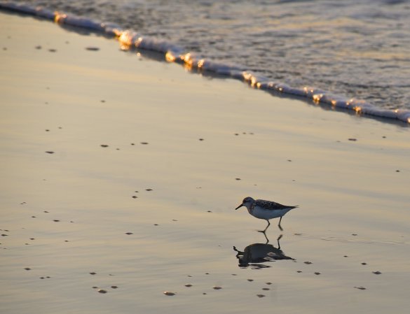 Photo (15): White-rumped Sandpiper