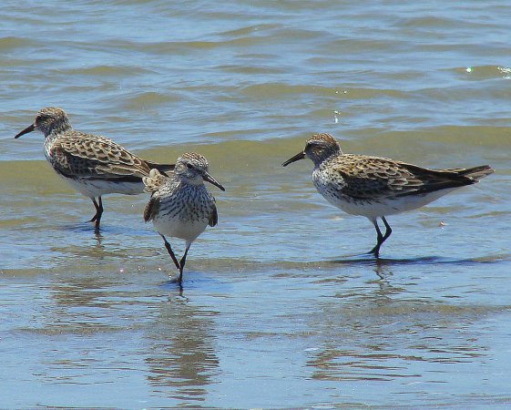 Photo (12): White-rumped Sandpiper