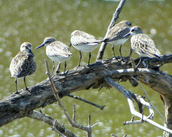 Photo (16): White-rumped Sandpiper