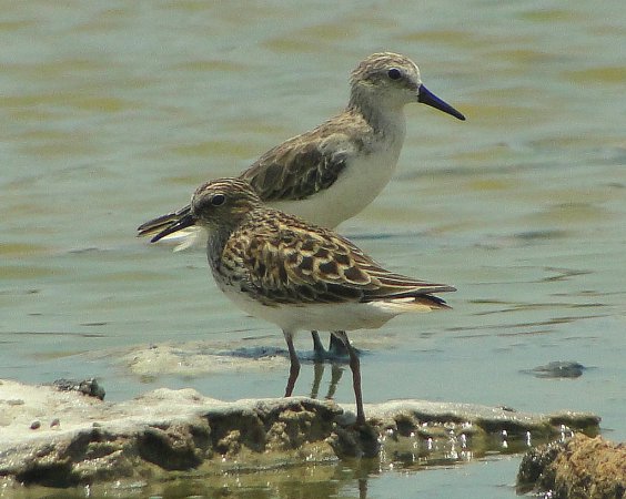 Photo (18): White-rumped Sandpiper