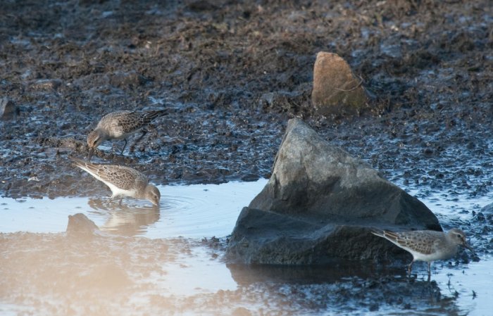 Photo (17): White-rumped Sandpiper
