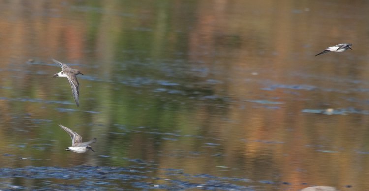 Photo (6): White-rumped Sandpiper