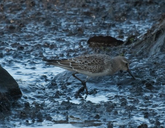 Photo (13): White-rumped Sandpiper