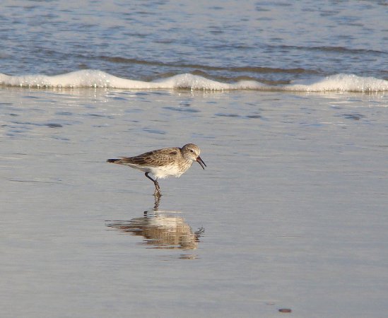 Photo (14): White-rumped Sandpiper