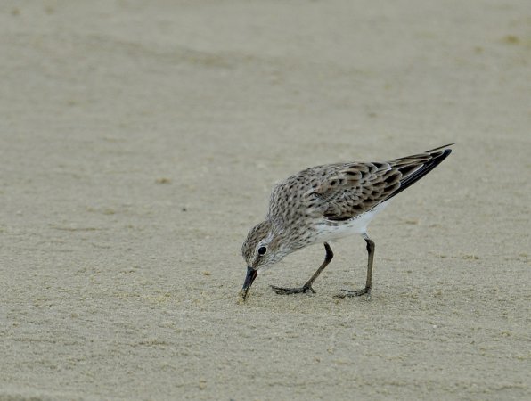 Photo (11): White-rumped Sandpiper