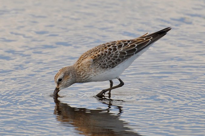 Photo (7): White-rumped Sandpiper