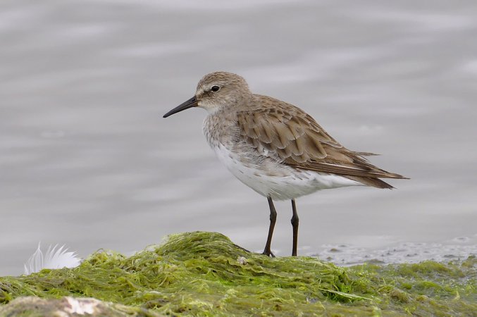 Photo (8): White-rumped Sandpiper