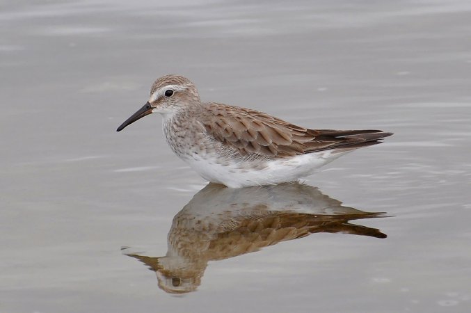 Photo (9): White-rumped Sandpiper