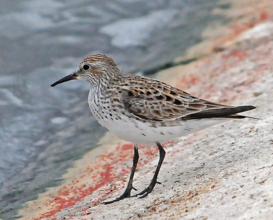 Photo (10): White-rumped Sandpiper