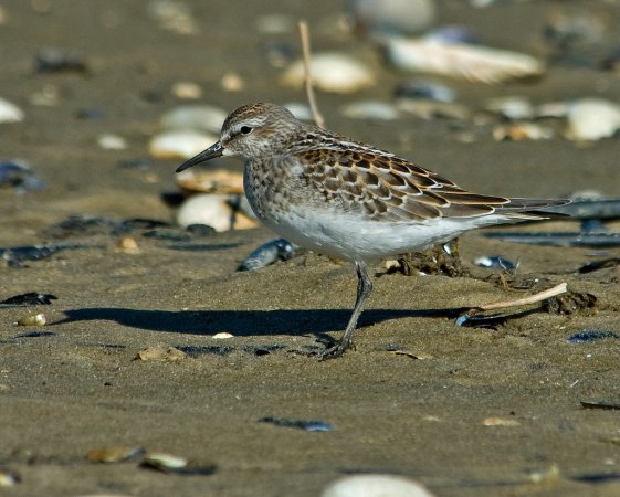 Photo (20): White-rumped Sandpiper