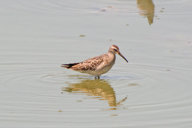 Photo (17): Stilt Sandpiper