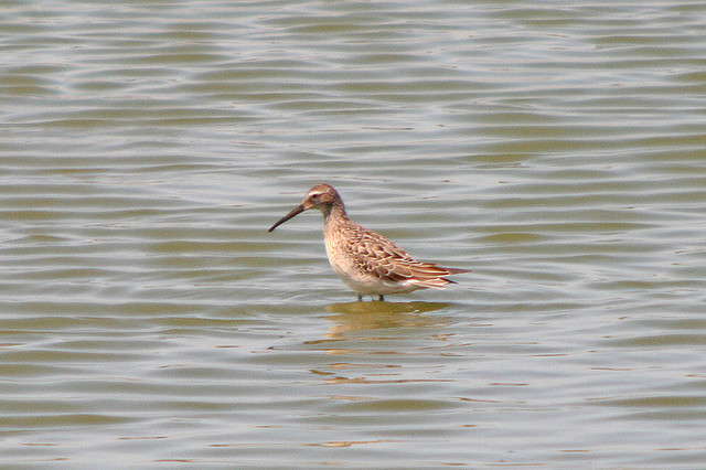 Photo (15): Stilt Sandpiper