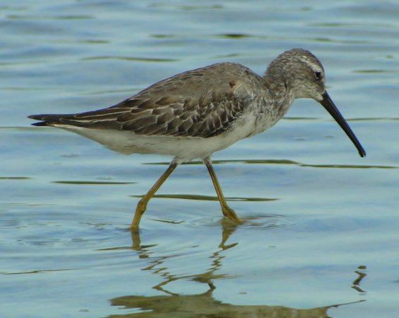 Photo (16): Stilt Sandpiper