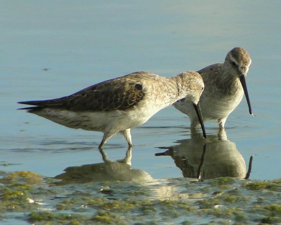 Photo (11): Stilt Sandpiper