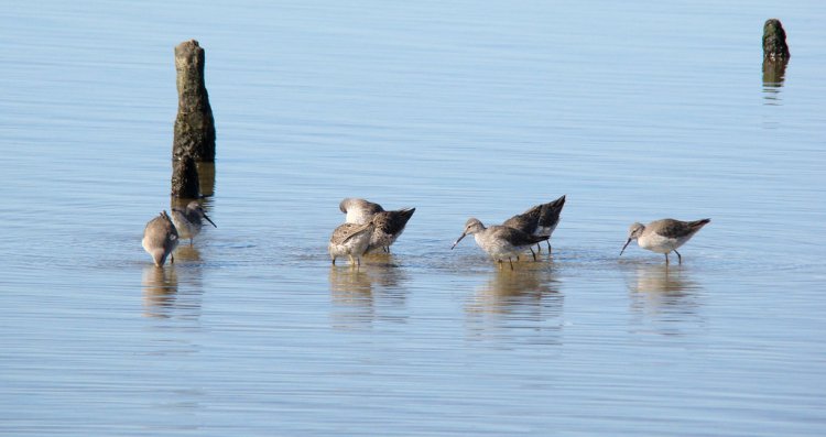 Photo (12): Stilt Sandpiper