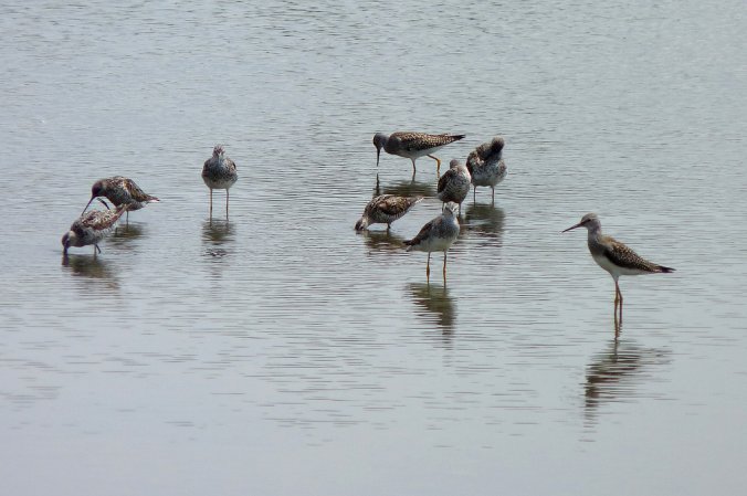 Photo (14): Stilt Sandpiper