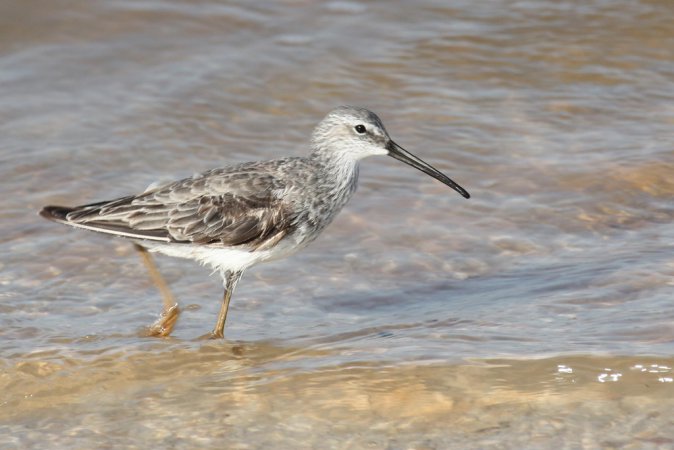 Photo (9): Stilt Sandpiper