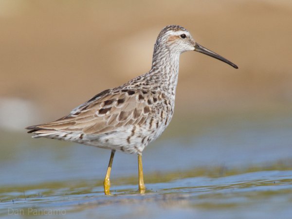 Photo (4): Stilt Sandpiper