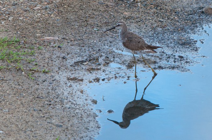 Photo (10): Stilt Sandpiper