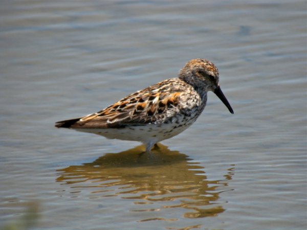 Photo (13): Western Sandpiper