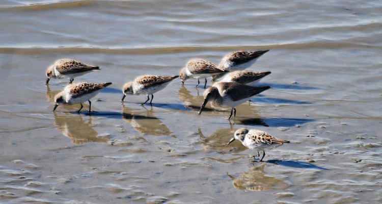 Photo (20): Western Sandpiper