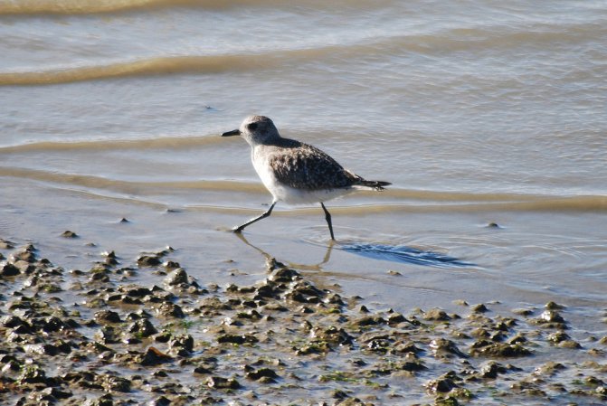 Photo (21): Western Sandpiper