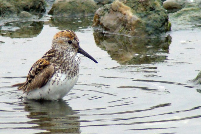 Photo (16): Western Sandpiper