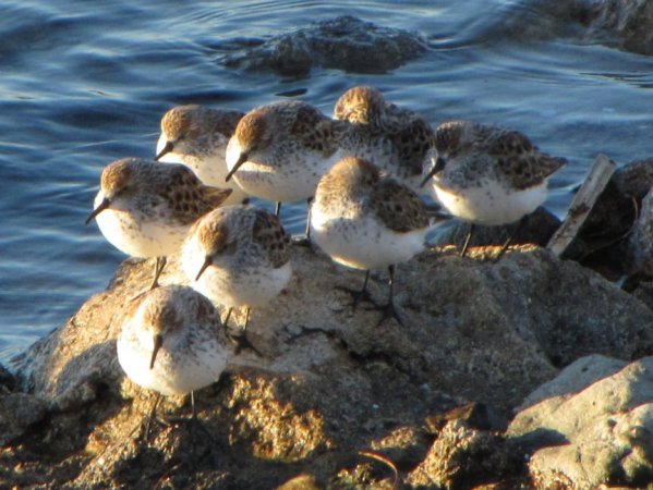 Photo (11): Western Sandpiper