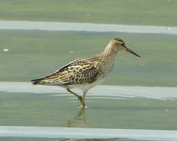 Photo (11): Pectoral Sandpiper