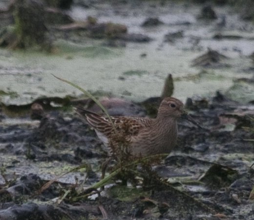 Photo (8): Pectoral Sandpiper