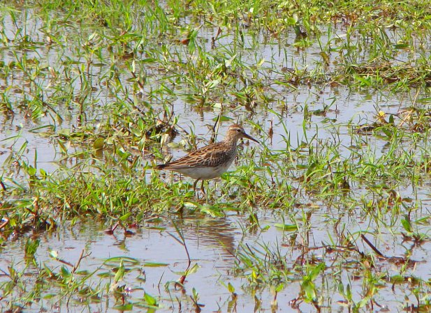 Photo (12): Pectoral Sandpiper