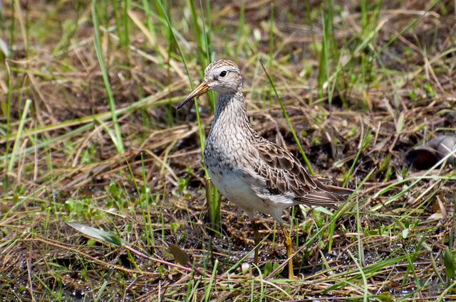 Photo (9): Pectoral Sandpiper