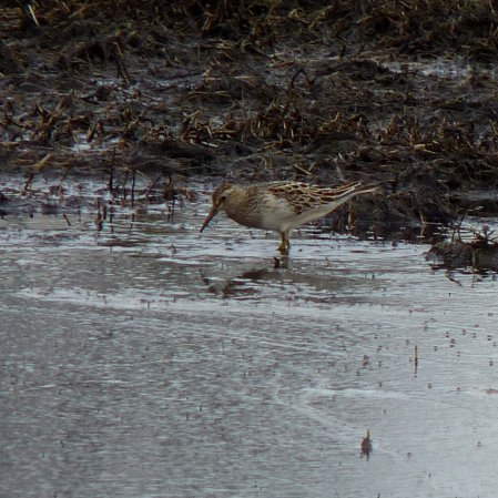 Photo (14): Pectoral Sandpiper