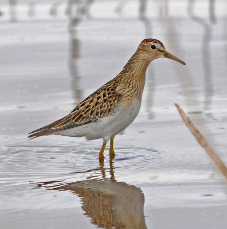 Photo (16): Pectoral Sandpiper