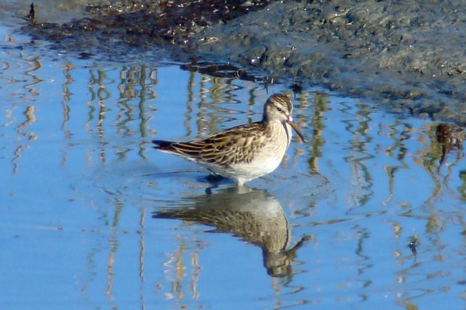 Photo (7): Pectoral Sandpiper