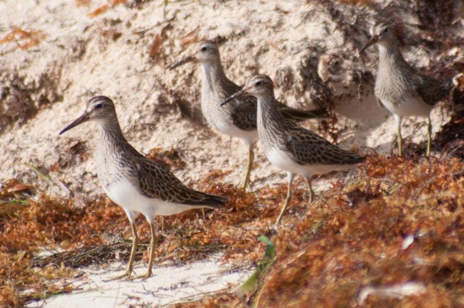 Photo (13): Pectoral Sandpiper