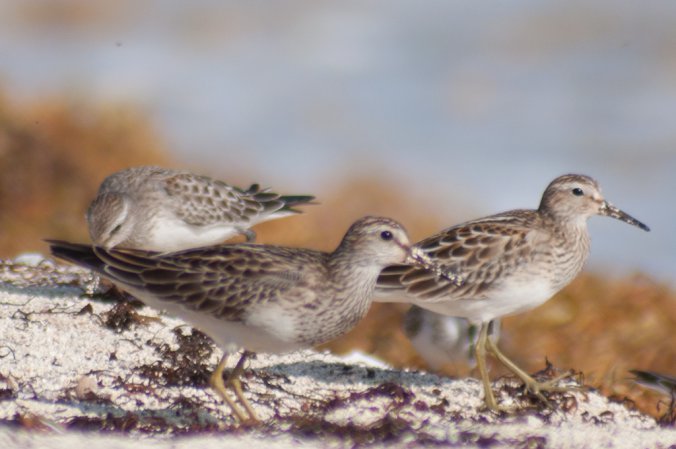 Photo (10): Pectoral Sandpiper