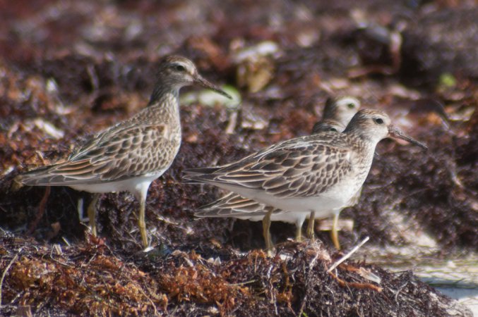Photo (15): Pectoral Sandpiper