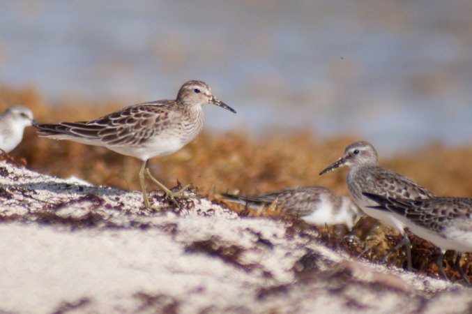 Photo (6): Pectoral Sandpiper