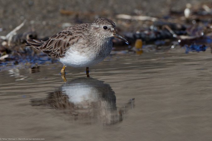 Photo (13): Least Sandpiper